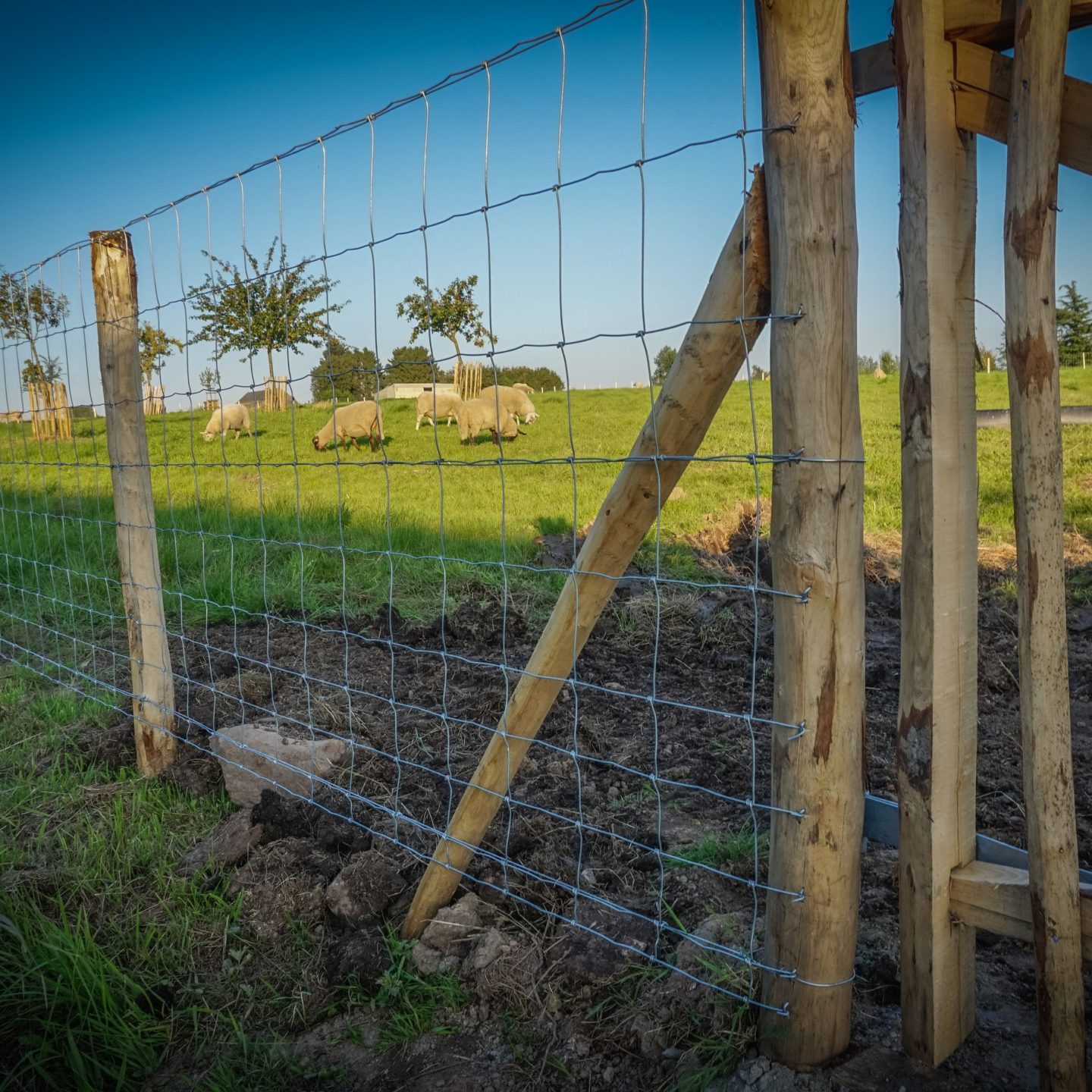 R Alisation D Une Cl Ture Pour Moutons D Vert